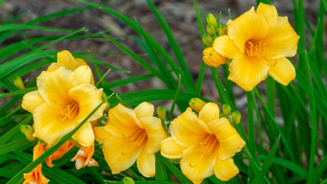 daylily (1)