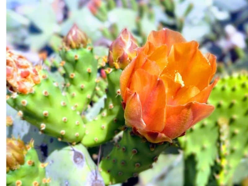 Desert cacti