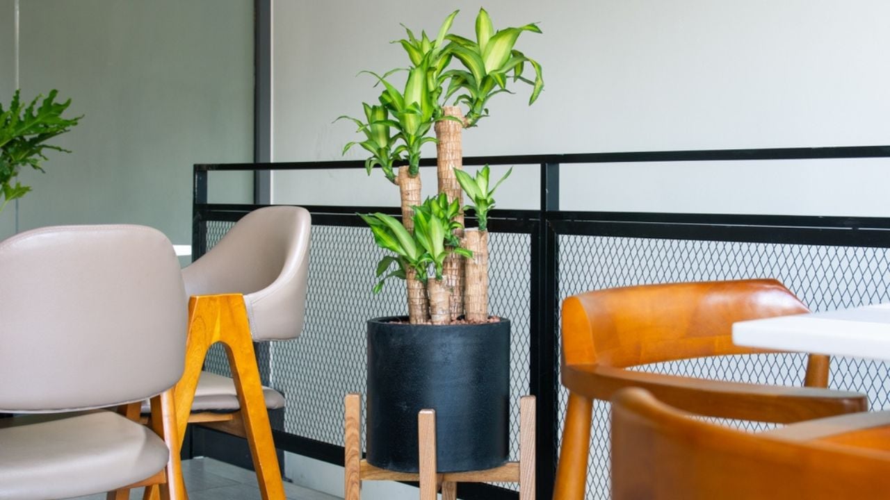 Dracaena fragrans (Massangeana) Corn Plant decoration in the living room. The concept of minimalism. Houseplant care concept. Indoor plants.