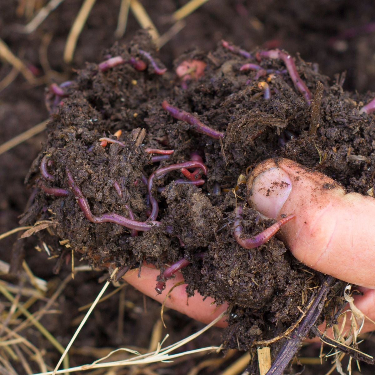 A man's hand is holding fresh compost filled with earthworms.