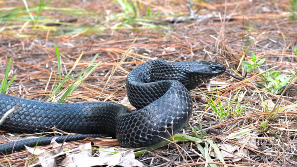 Eastern Indigo snake (Drymarchon couperi) slithering right, tongue out, long leaf pine needles, black scales, head and eye detail