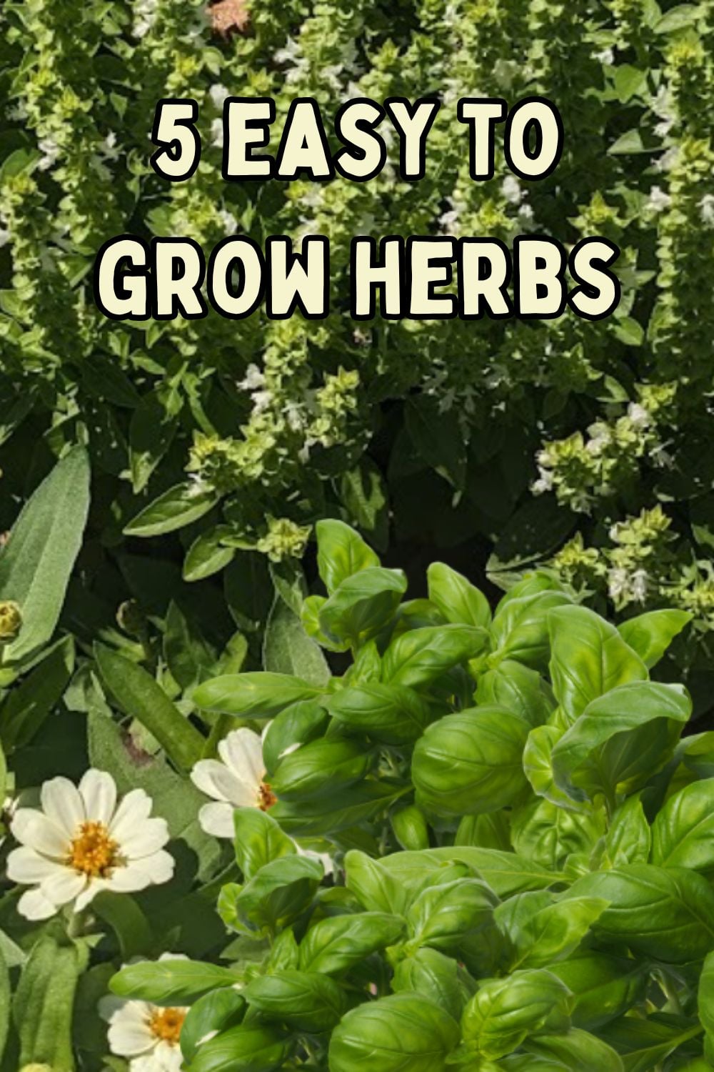 5 easy to grow herbs.
