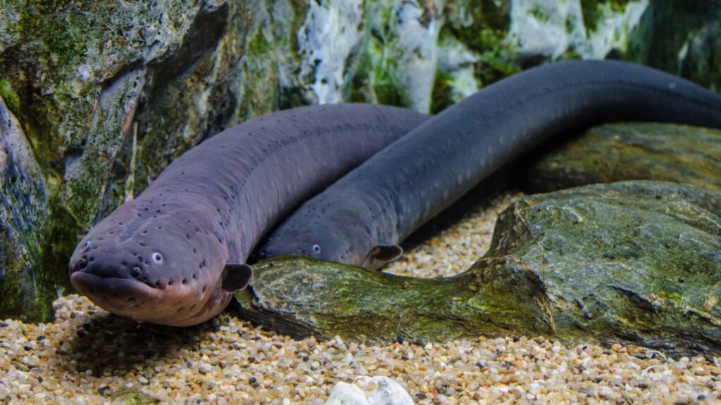 Electric eel in Aqua