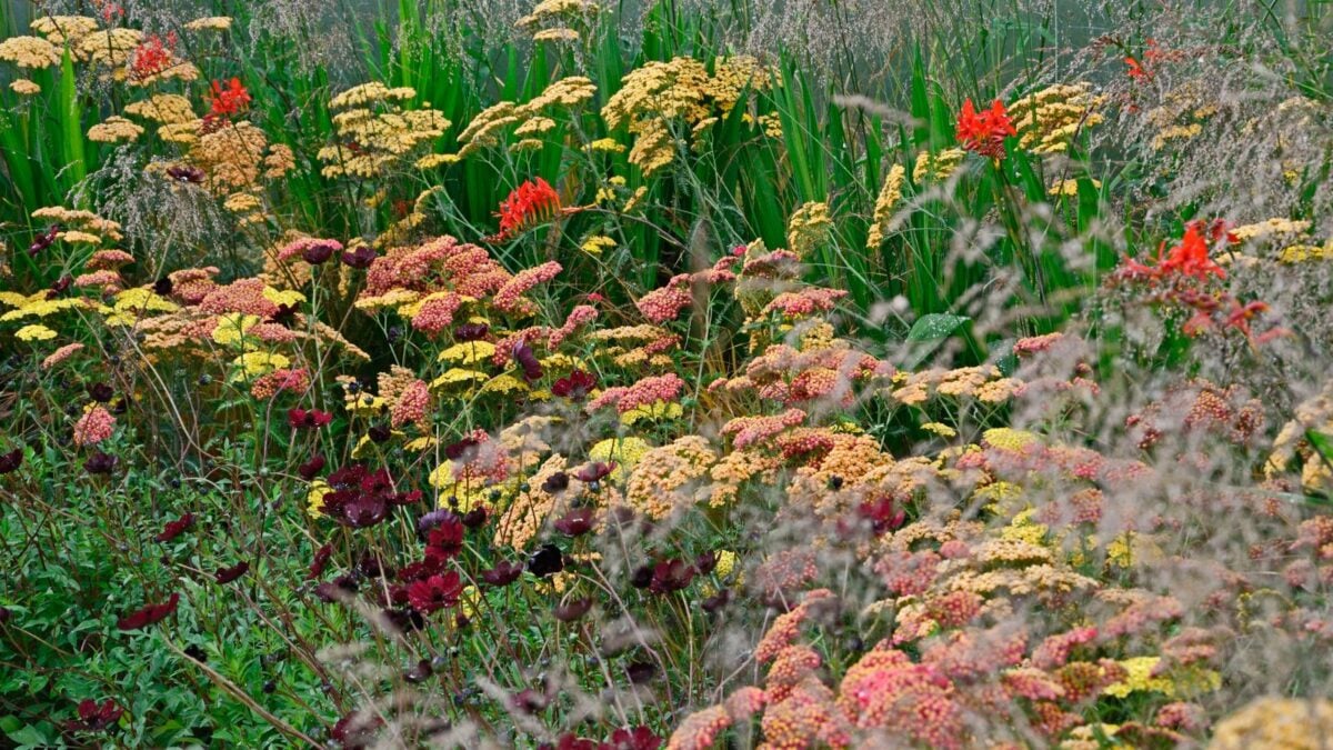 Exotic grasses, crocosmia and achlillea.
