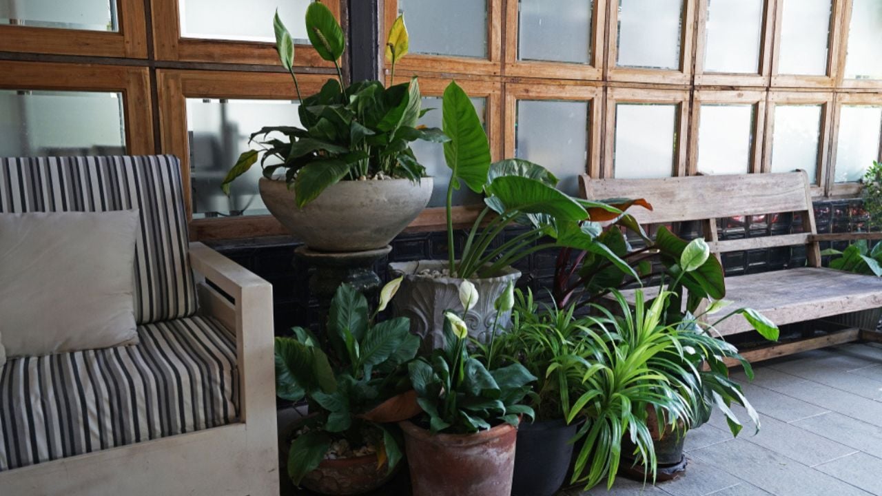 Exterior living area decoration and terrace design decorated with wooden bench chair and green potted plants