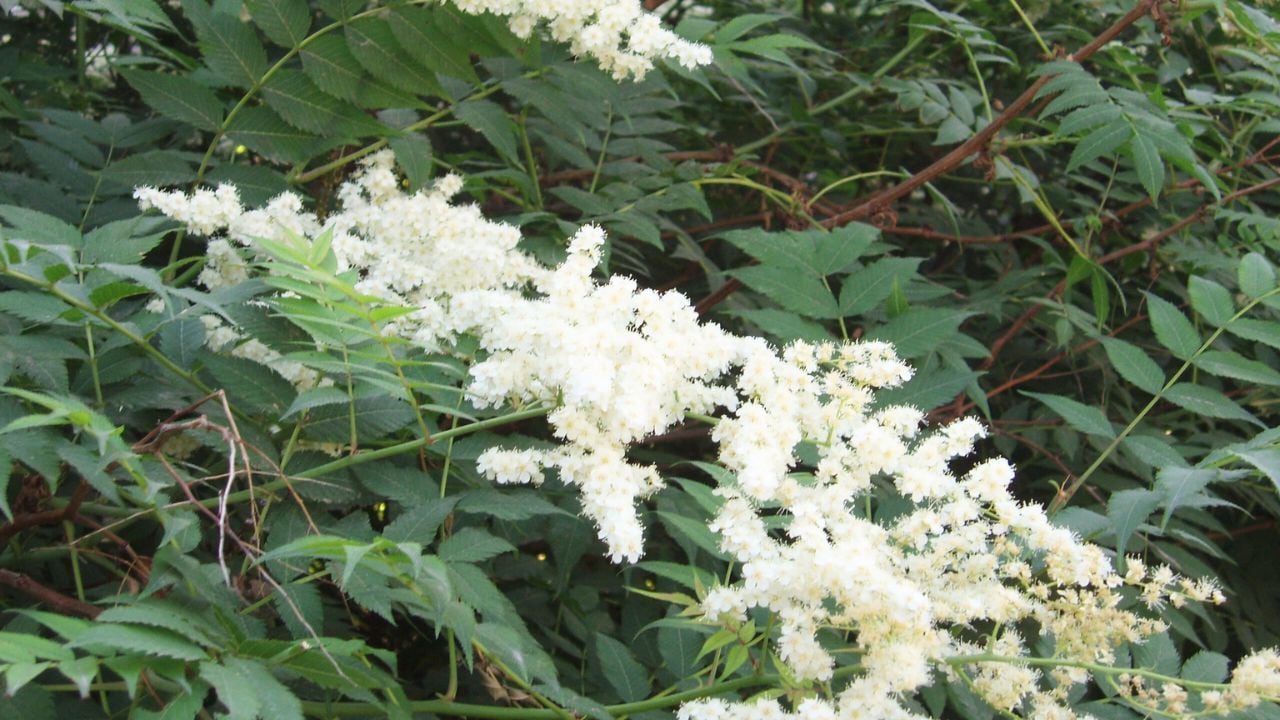 False Spirea (Sorbaria sorbifolia)