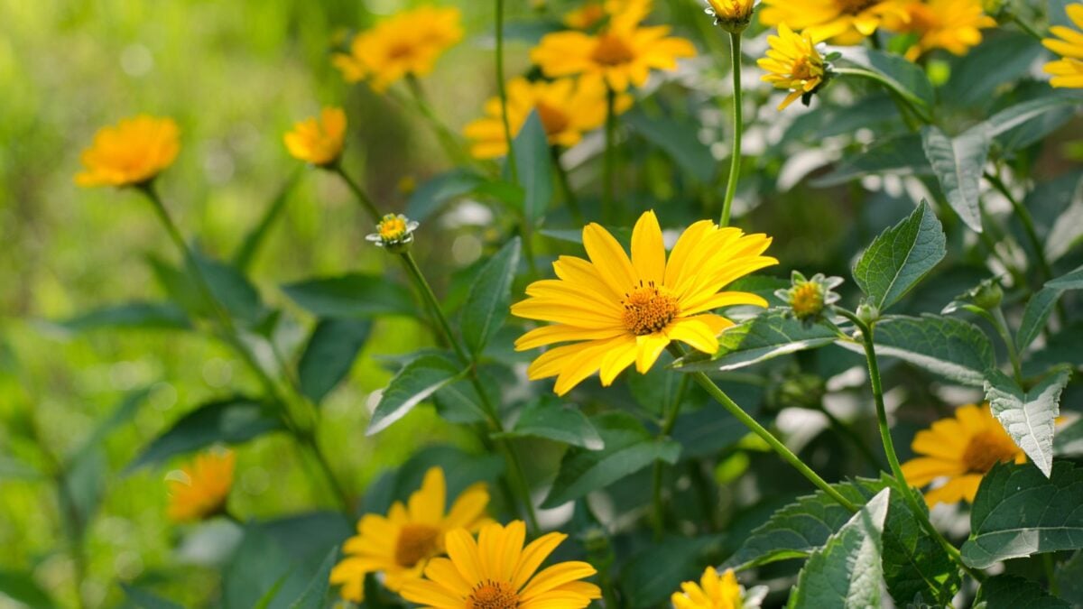 beautiful, cheerful yellow false sunflowers.