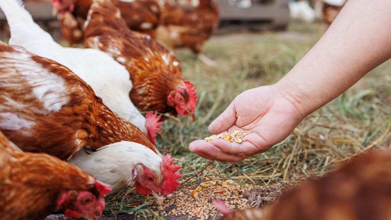 farmer feeds chickens grain on eco farm. poultry care on poultry farm, free range chicken farm