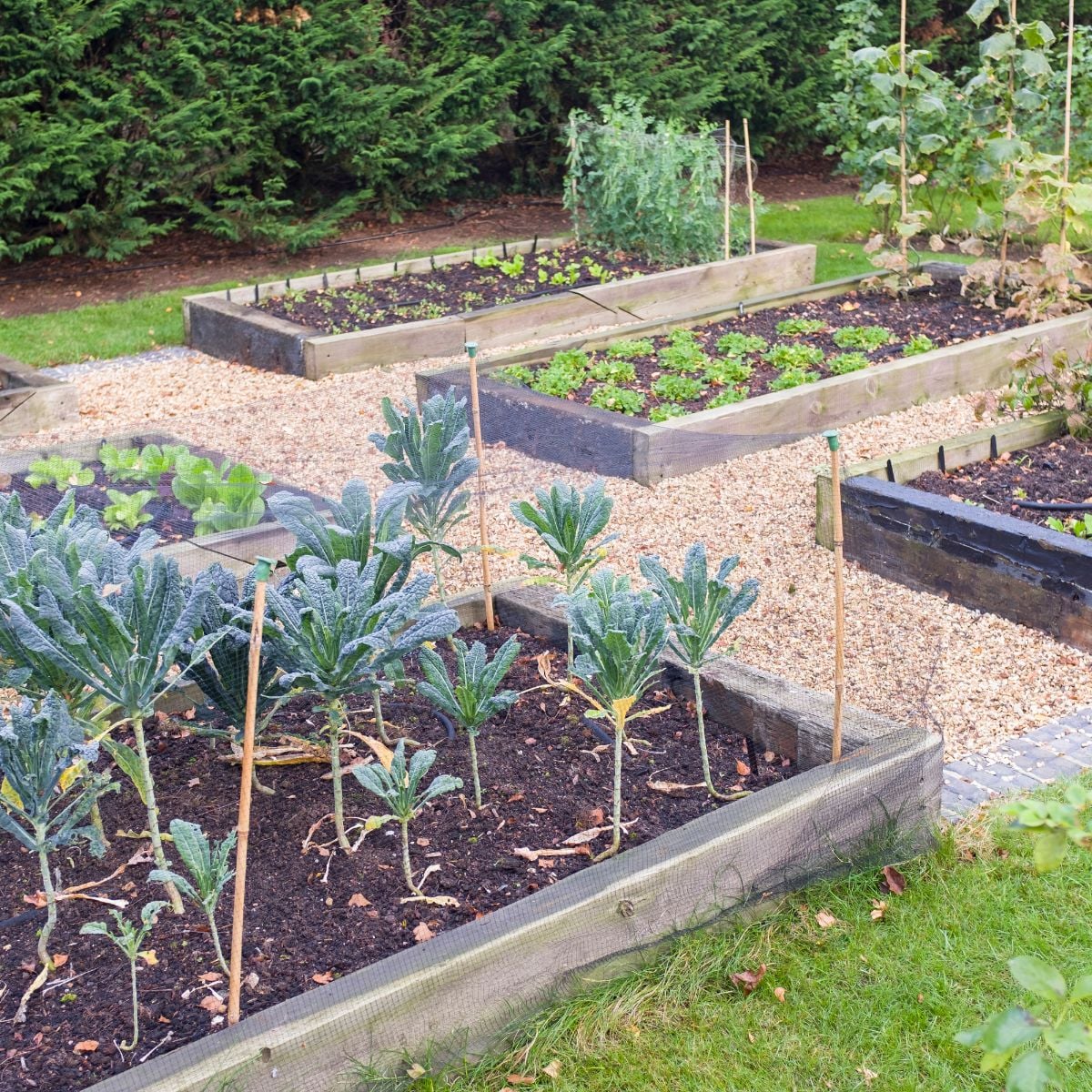Vegetable garden raised beds made from timber sleepers. Kale (brassica) is growing in the foreground, UK