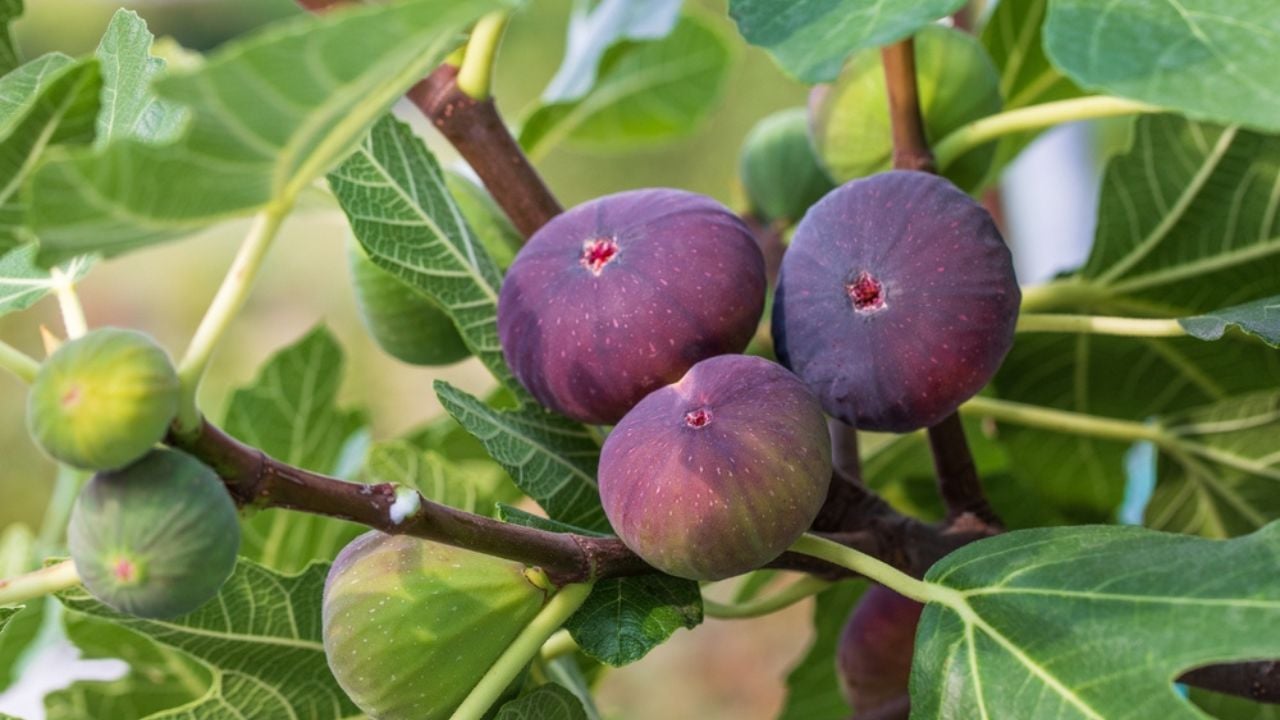Figs fruits on the tree branch, closeup, raw sweet figs, organic food, selective focus, blurred