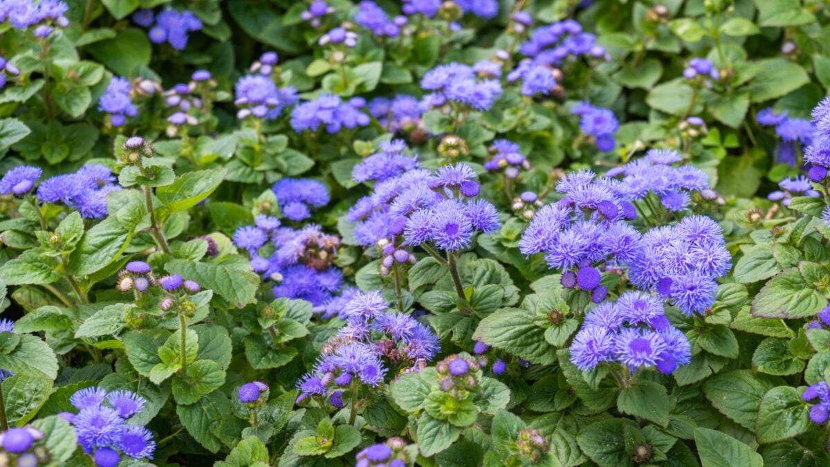 purple floss flowers.