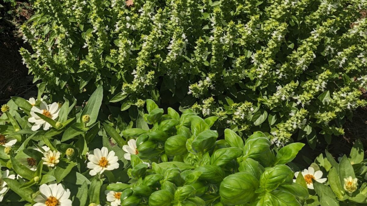 flowering basil