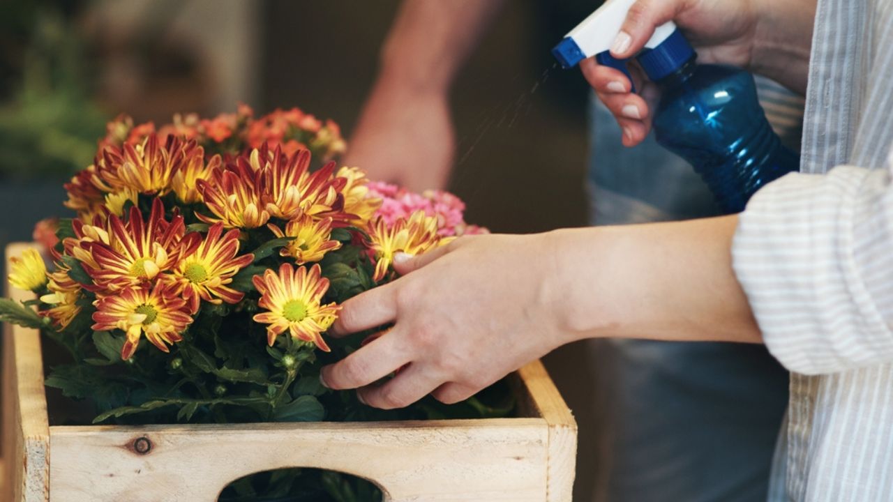 Flowers, hands and spray bottle with florist in nursery for neem oil or pesticide treatment.