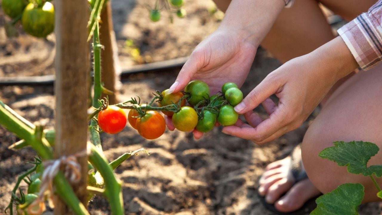 Fresh cherry tomatoes in farmers hand, organic food from the garden, natural harvest in a green field with vibrant vegetables.
