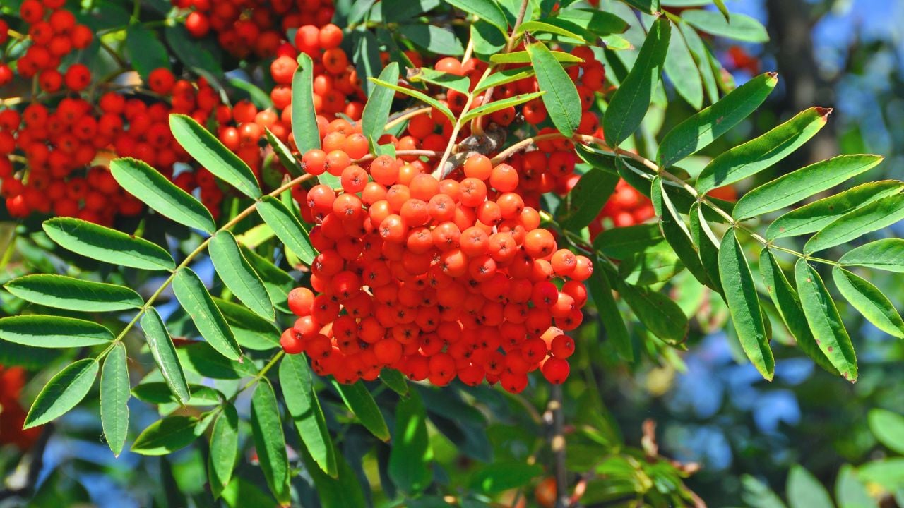 Fruits of the rowan or mountain-ash (Sorbus aucuparia)