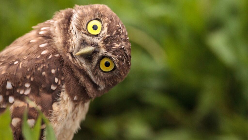 Funny Burrowing owl Athene cunicularia tilts its head outside its burrow on Marco Island, Florida