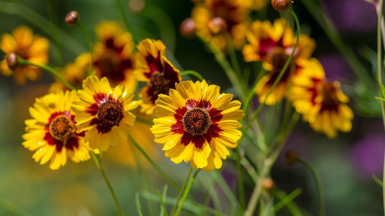 Garden coreopsis.
