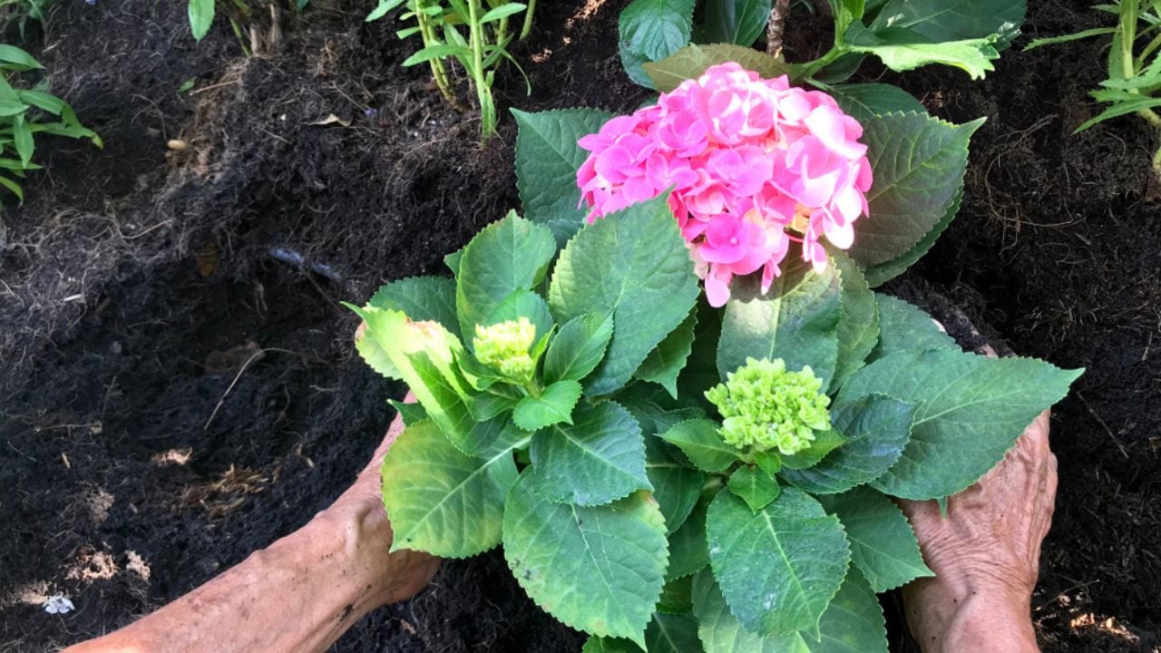 Gardener planting pink Hydrangea flower plant by hand, tropical flower and plant gardening