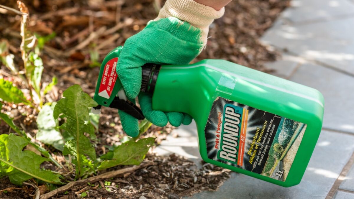 Gardener using Roundup herbicide in a french garden