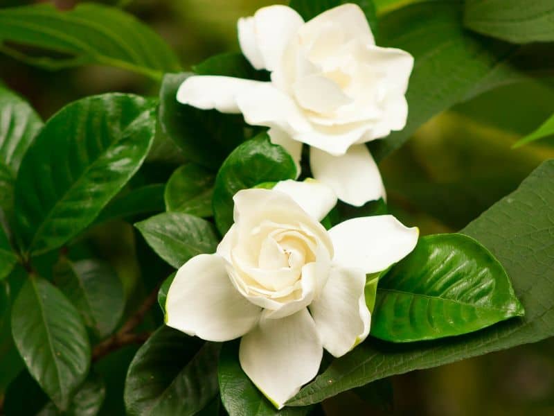 Gardenia flowers