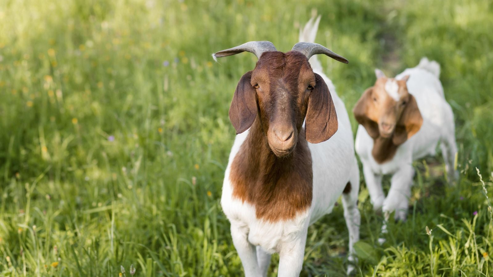 a couple of goats in a grass field.