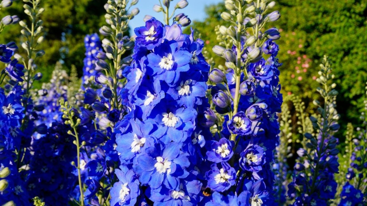 Gorgeous bright blue delphinium flowers in the summer garden on a warm sunny day in Augsburg, Bavaria, Germany