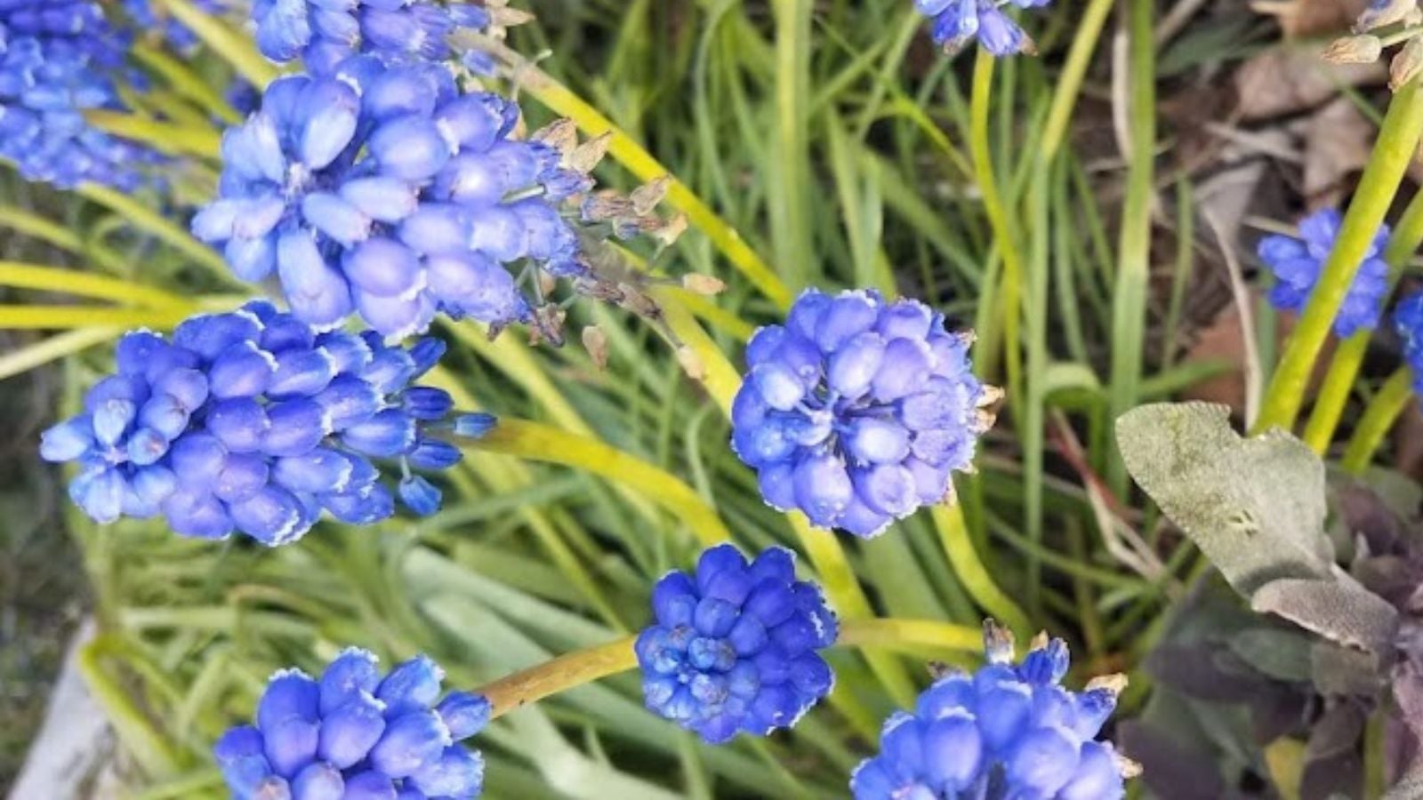 grape hyacinth.