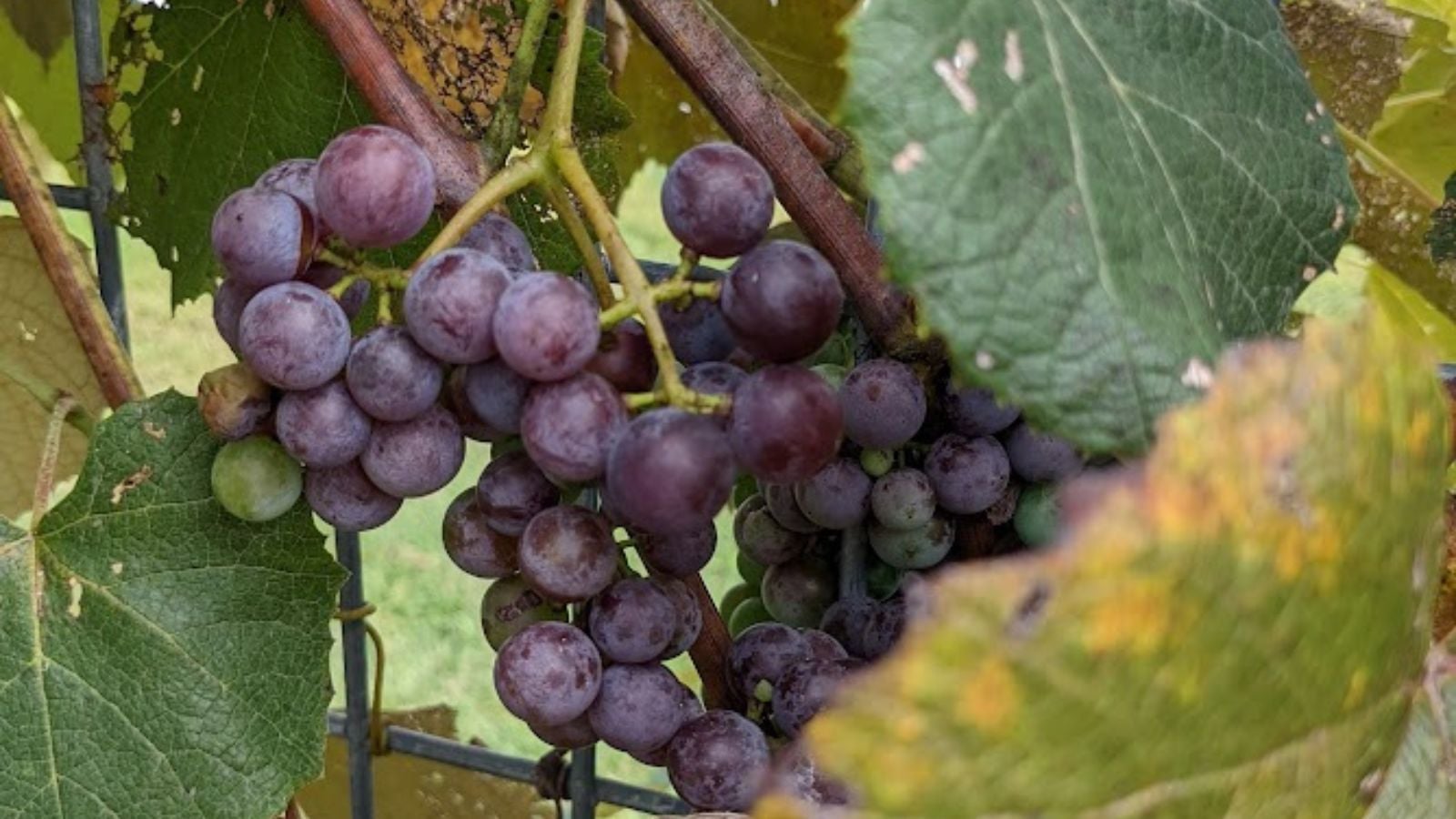 grapes ready to harvest