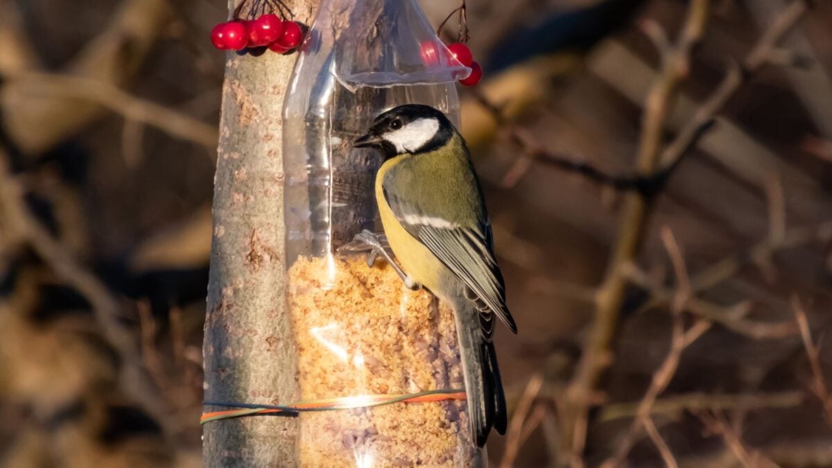 great tit plastic bottle feeder.