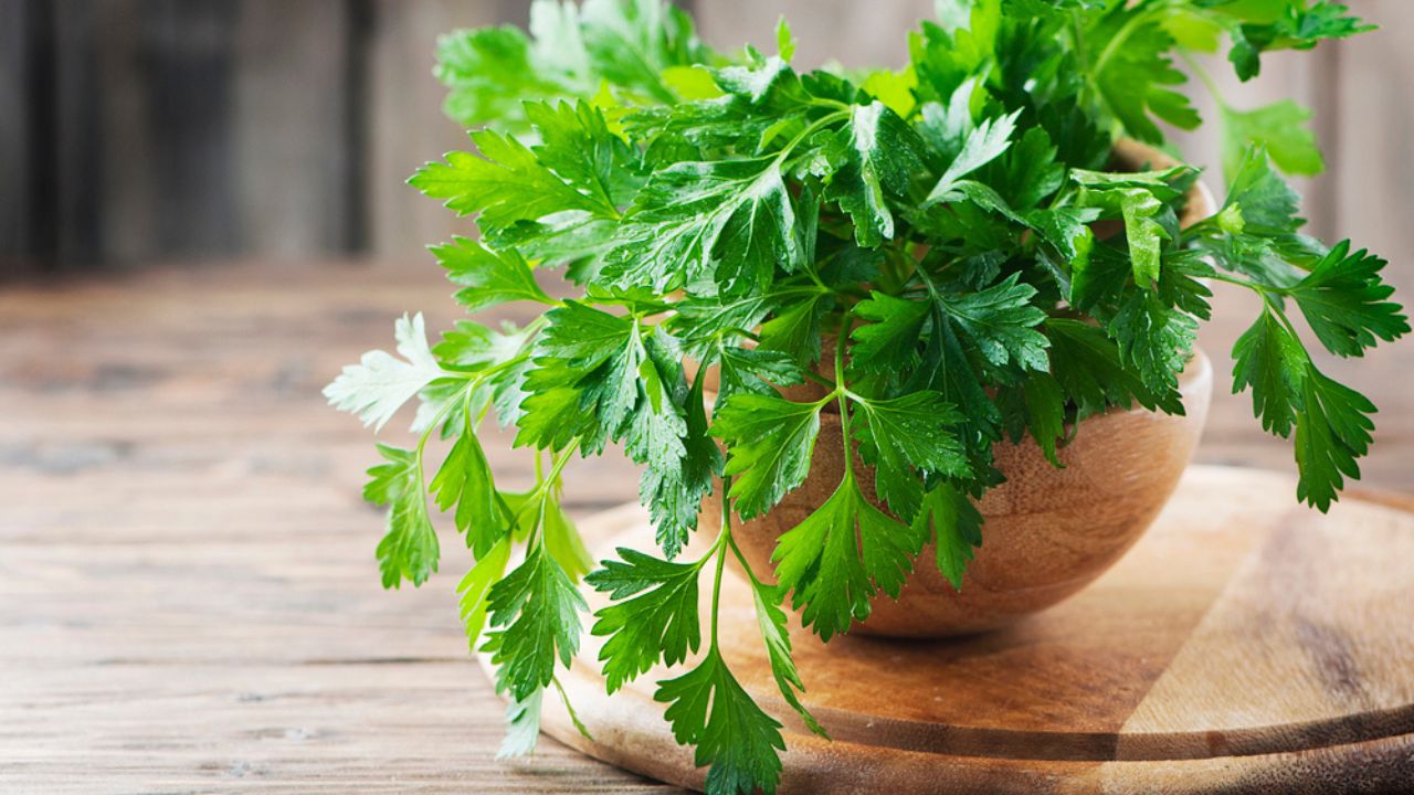 Green fresh parsley