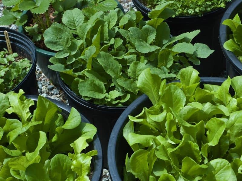 Greens growing in containers