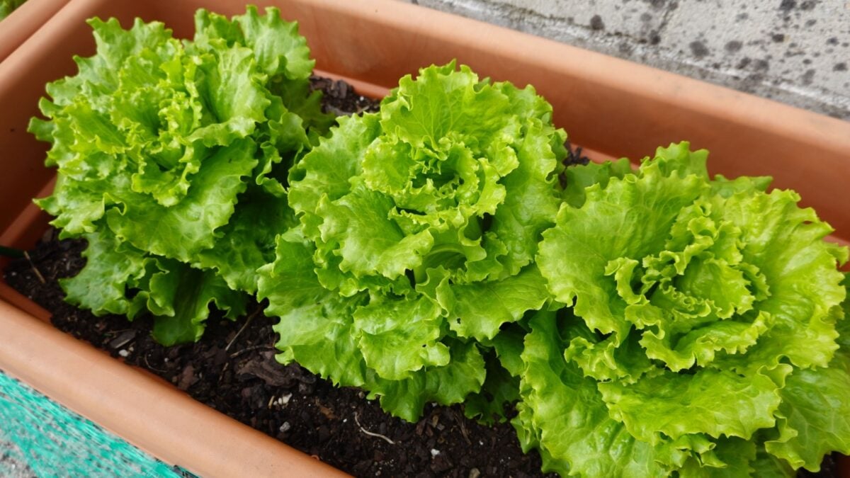 grow lettuce in a pot. Plant lettuce in a container, grow on the terrace
