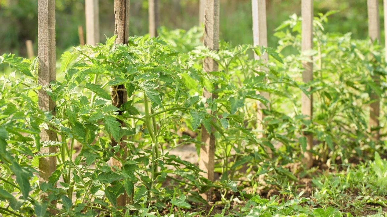 Growing tomato plants tied to wood supporting stakes. Green, organic agriculture concept background