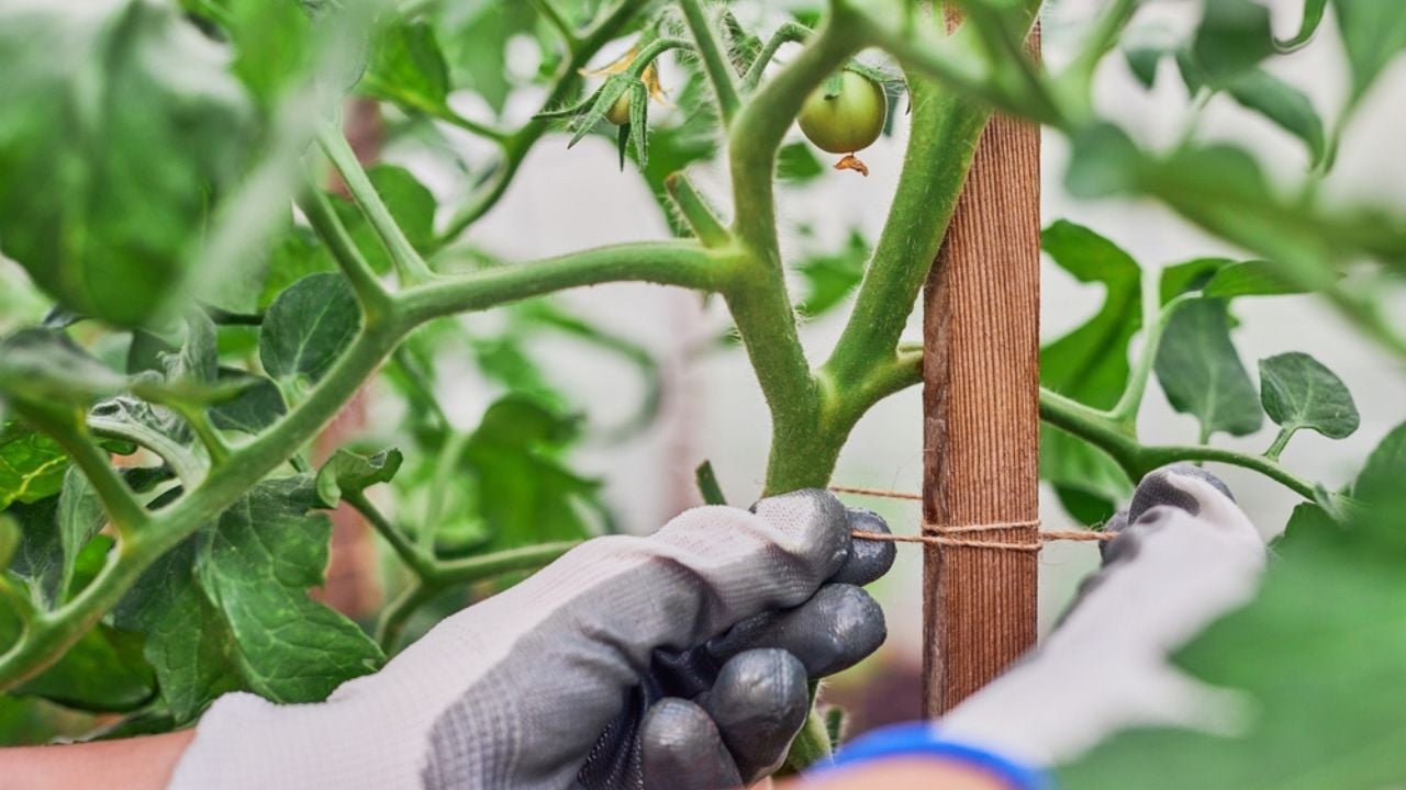 Hands of gardener tied up tomato in the garden.