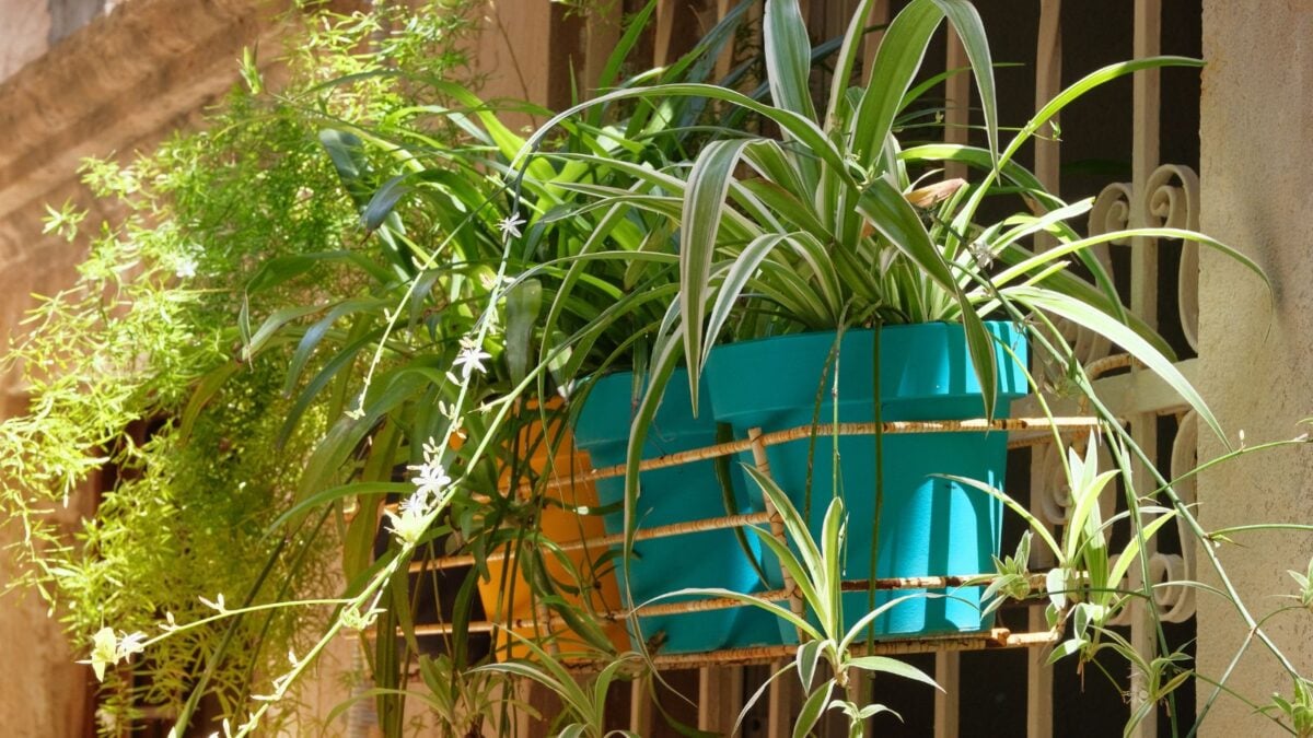 hanging spider plant in bloom.