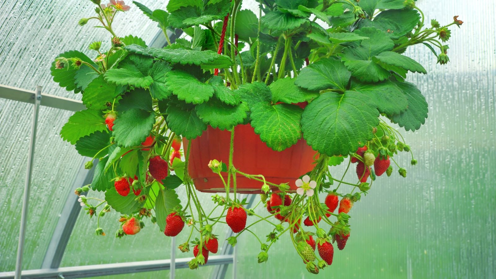 Hanging basket with strawberries.
