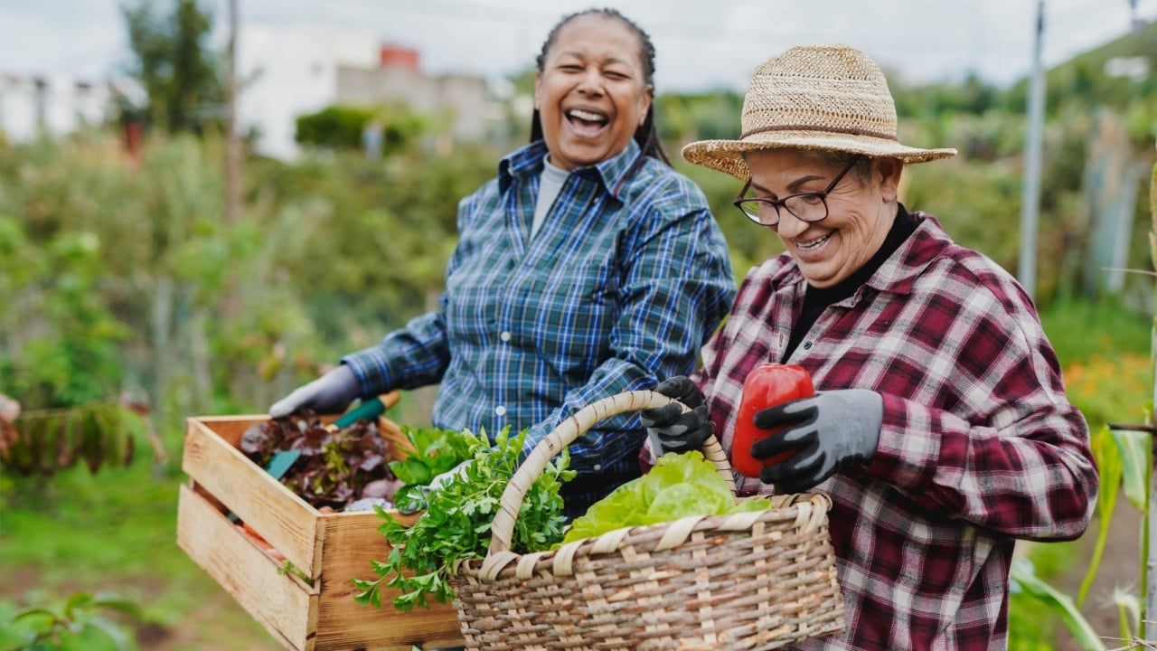 Happy multiracial senior women having fun during harvest period in the garden