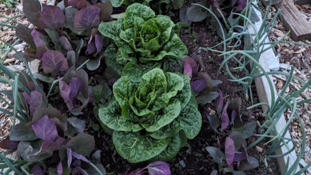 healthy spring vegetables.