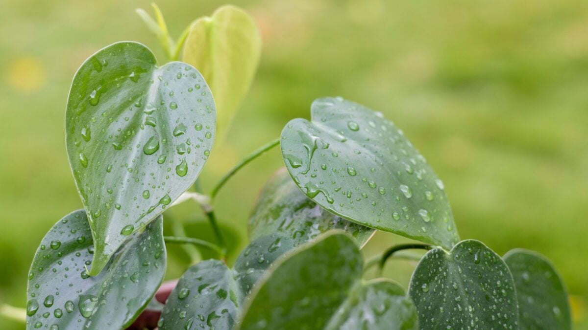 heartleaf Philodendron.