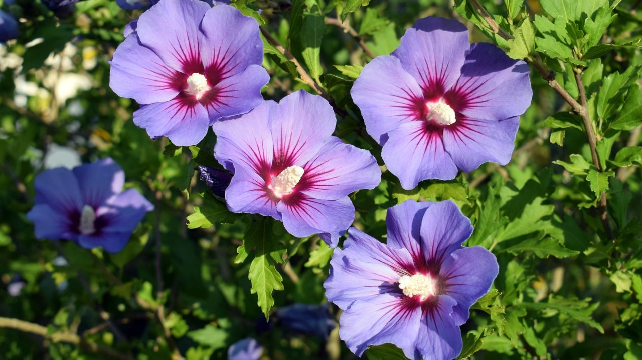 Beautifully blooming hibiscus syriacus 'Blue bird' with attractive flowers
