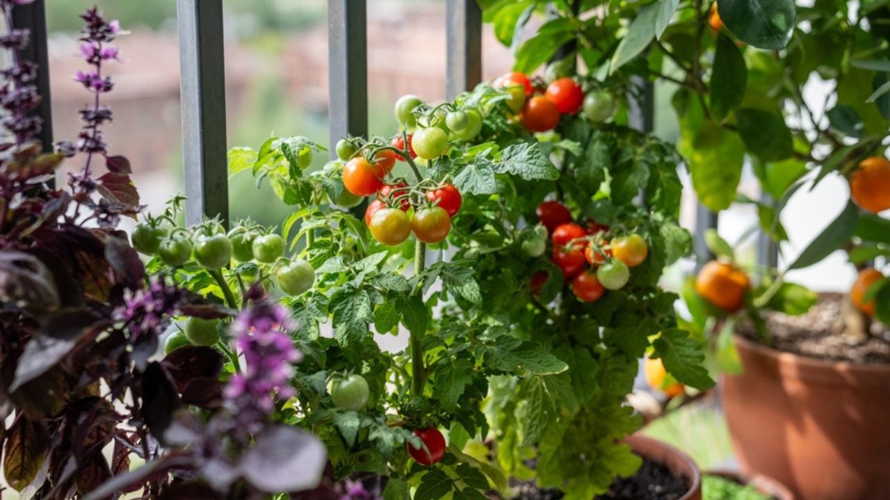 Homegrown small bush of balcony cherry red tomato, basil, tangerine citrus in pots growing on french balcony at home, soft focus.