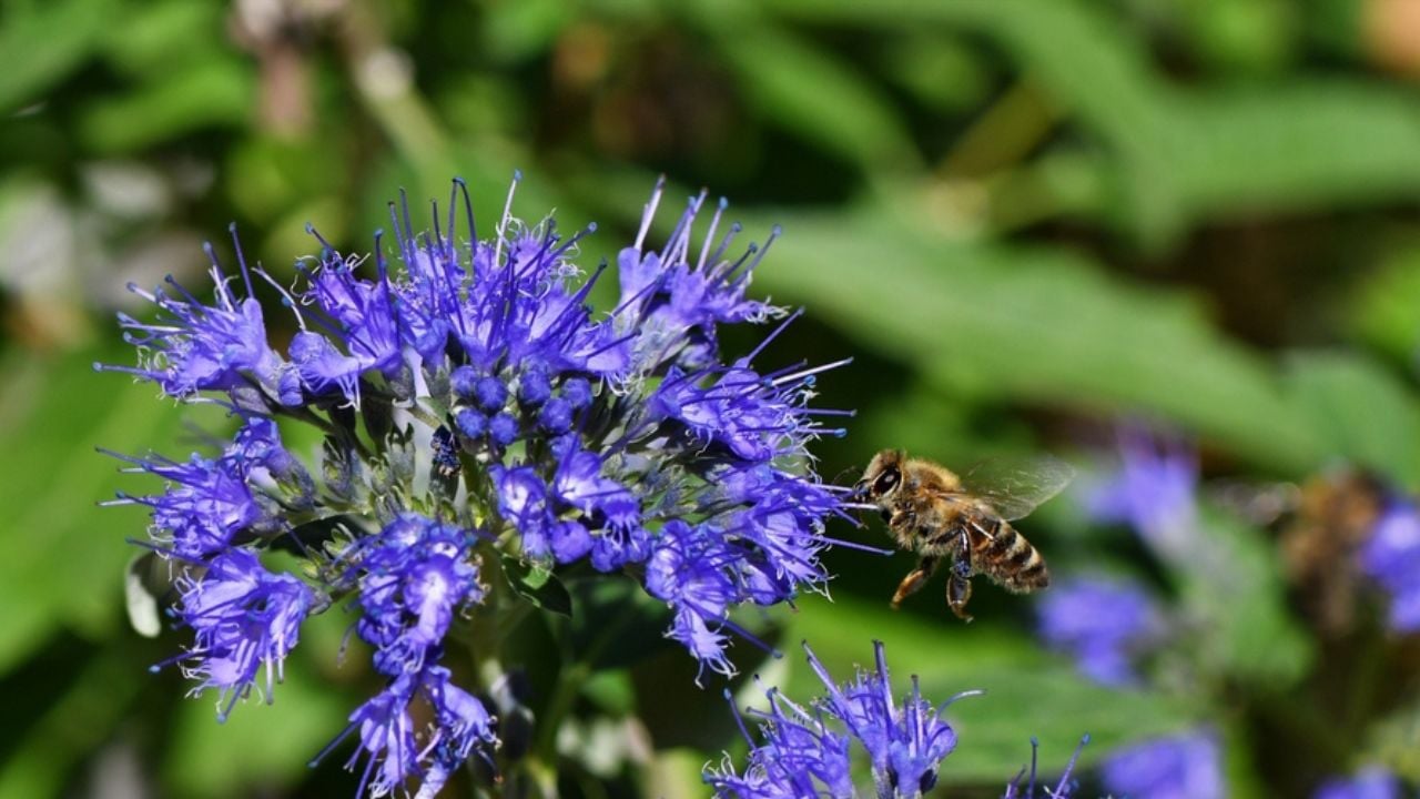 Honey bee (Apis mellifera) flying to the flowers of Blue Beard (Caryopteris clandonensis Blue Cloud)