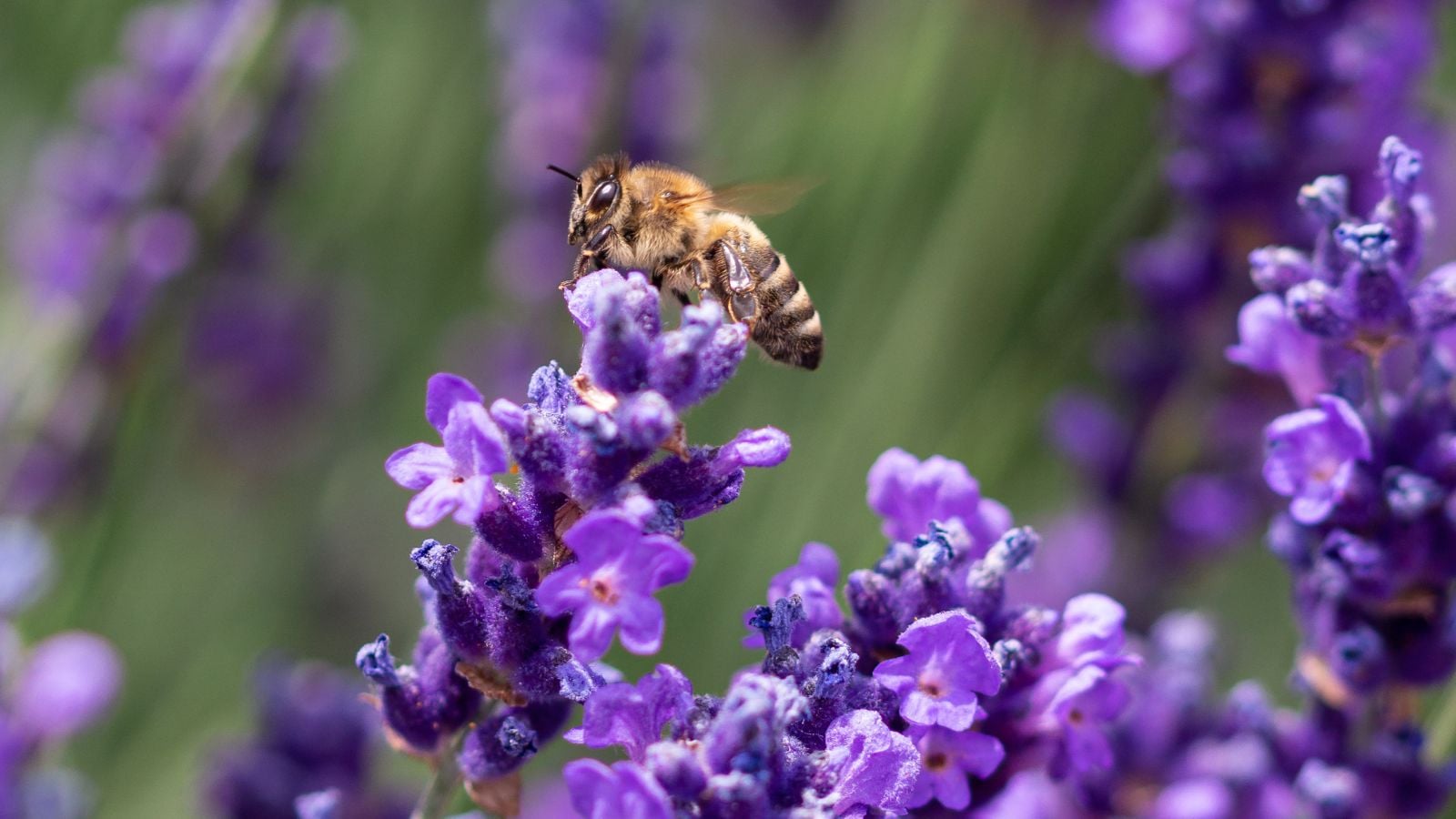 Honey bee on lavender.