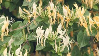 honeysuckle vine flowers