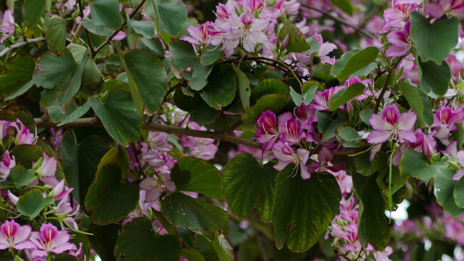Hong Kong orchid tree.