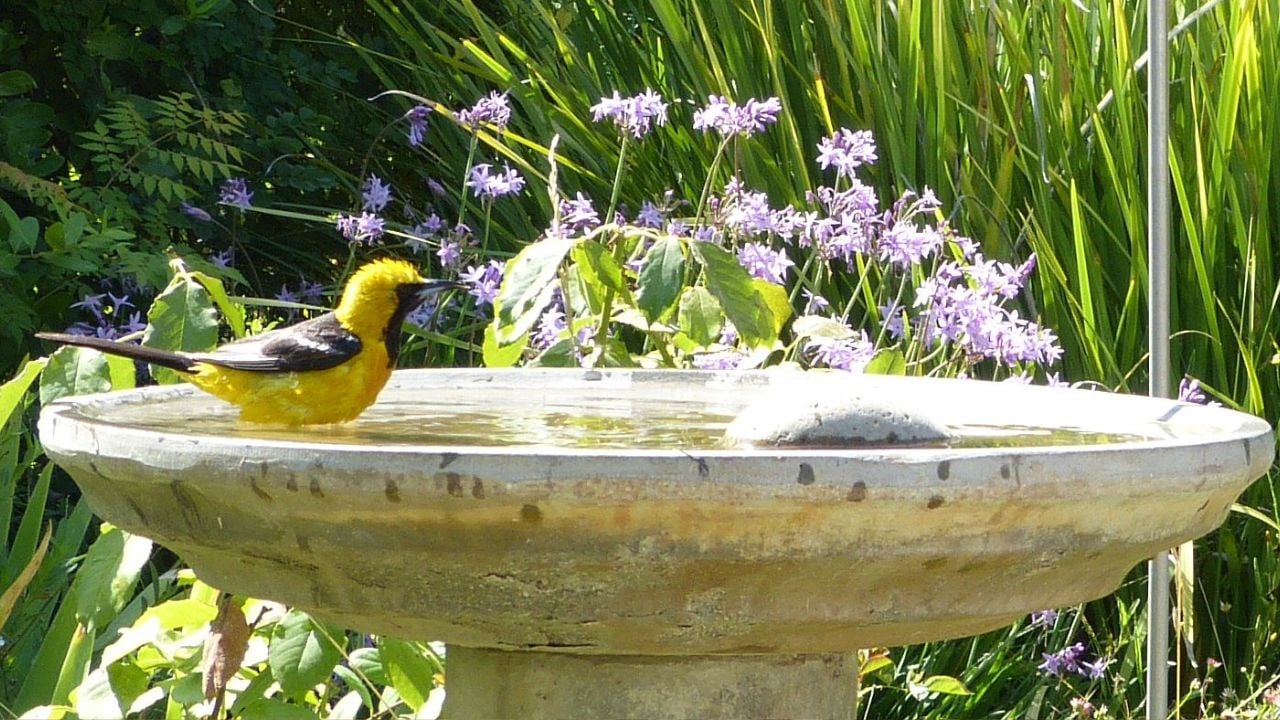 Hooded Oriole at the bird bath garden