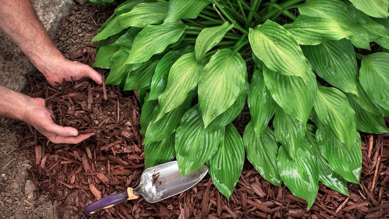 man wearing gardening gloves puts brown wood chip mulch from a bag around hosta plants, spreading with a trowel, for yard landscape fall and spring yard, landscaping, decorative shade plants