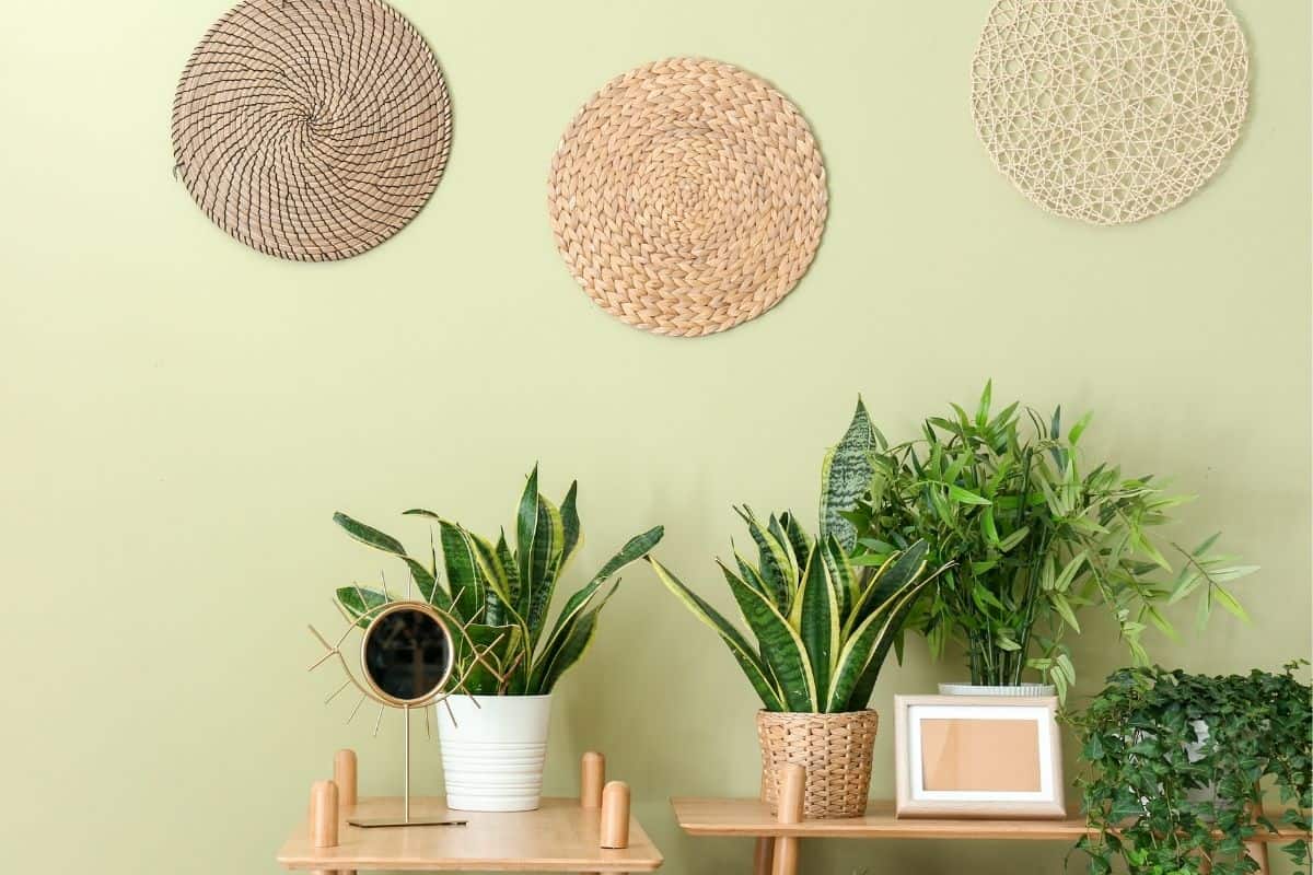 houseplants