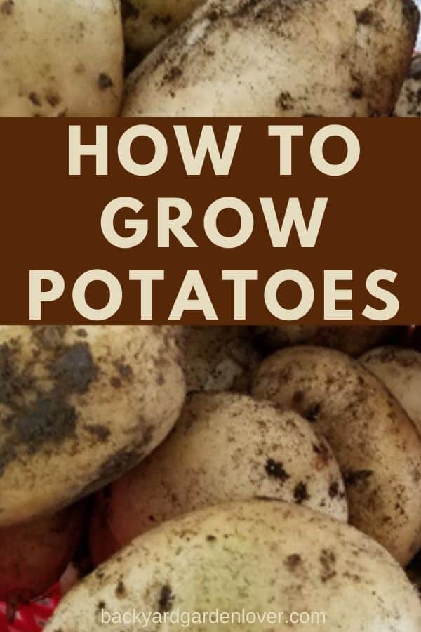 How to grow potatoes