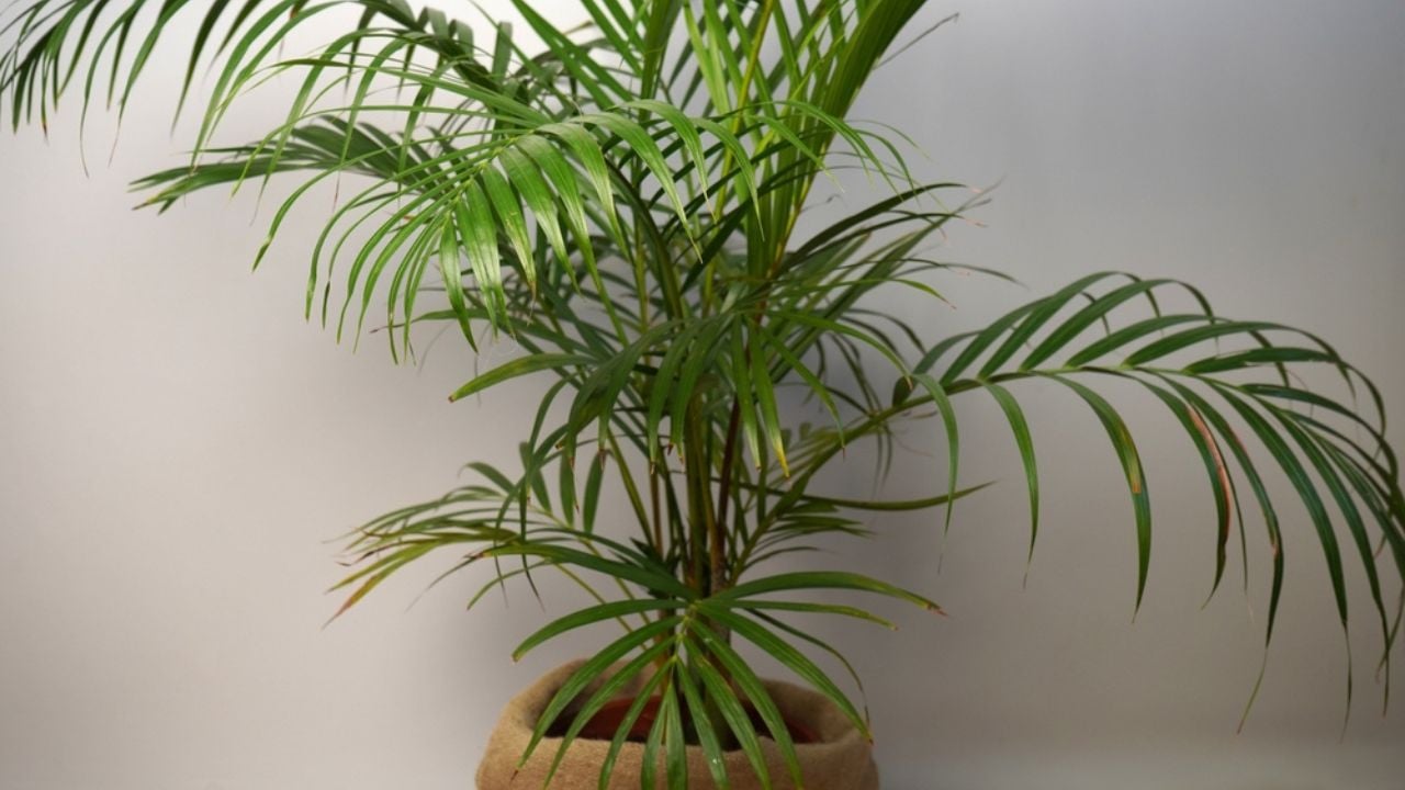 Howea palm or Kentia palm (Howea forsteriana), indoor plant in a pot.